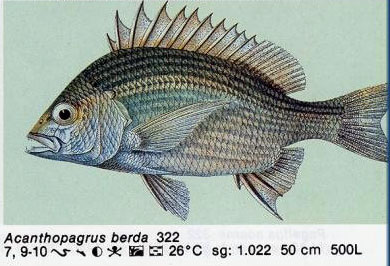 Acanthopagrus berda